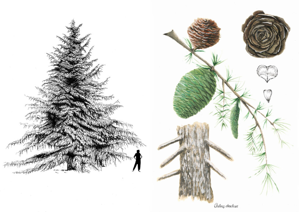Ilustracion: dibujo botanico cedro