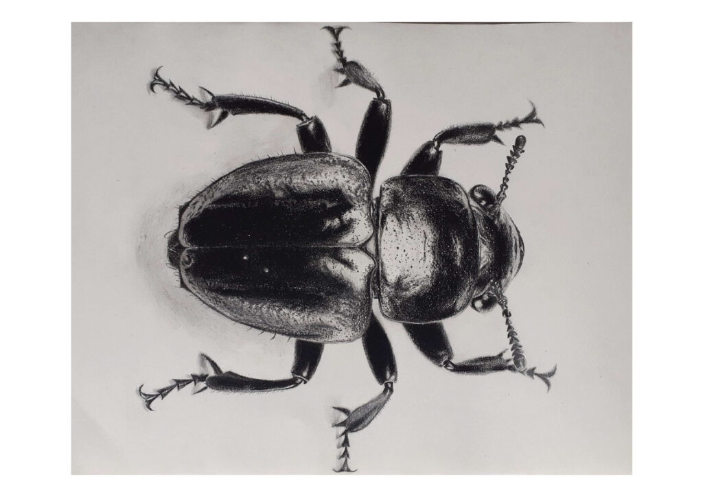 Ilustracion: hiperrealismo Escarabajo